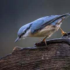 Ptak siada na spróchniałym drewnie. Jego niebieskie pióra lśnią, a brązowe futerko jest puszyste. To piękna fotografia przyrody.
