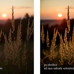 Trawa w złotej godzinie, przed i po obróbce. Słońce nisko nad horyzontem, złote promienie oświetlają kłosy.