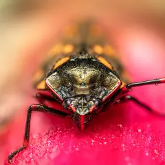 Niesamowite makro zdjęcia owada z kroplami rosy na różowym kwiecie. Jego pancerz lśni w słońcu.