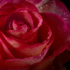 Makrofotografia czerwonej róży z kroplami rosy na płatkach. Delikatne przejścia kolorów od głębokiej czerwieni do różu.