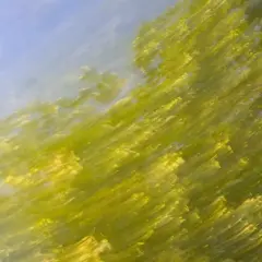 Fotografia abstrakcyjna: zielone liście tańczące na błękitnym tle, jakby poruszone wiatrem lub wodą.