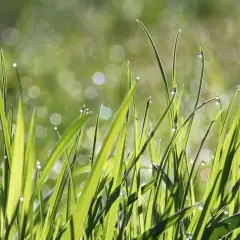 Krople rosy na trawie, tworzące efekt bokeh. Jak rozmazać zdjęcie, by uzyskać taki magiczny widok?