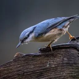 Ptak siada na spróchniałym drewnie. Jego niebieskie pióra lśnią, a brązowe futerko jest puszyste. To piękna fotografia przyrody.