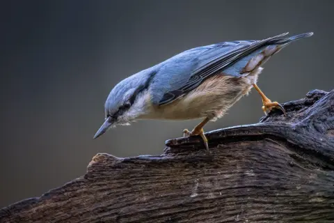 Ptak siada na spróchniałym drewnie. Jego niebieskie pióra lśnią, a brązowe futerko jest puszyste. To piękna fotografia przyrody.