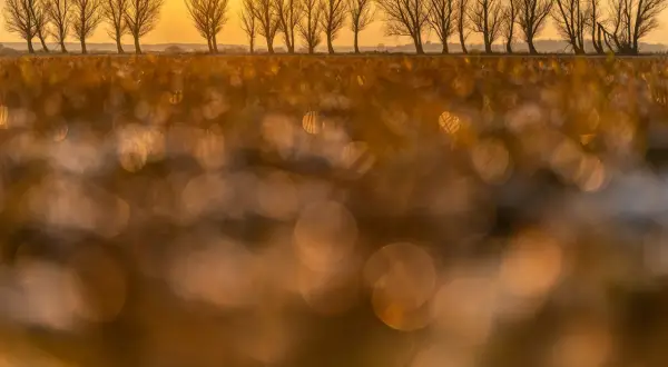 Złociste światło zachodzącego słońca tworzy magiczny **efekt bokeh** wśród nagich drzew i trawy.