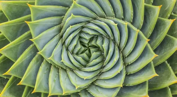 Zielone liście sukulentu układają się w spiralę, tworząc wzór przypominający złoty podział. Fotografia ukazuje piękno natury.