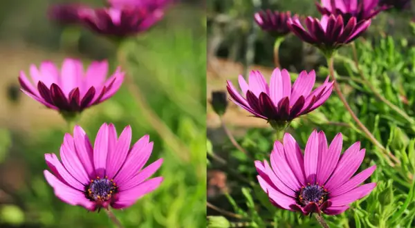 Dwa ujęcia kwiatów osteospermum. Po lewej stronie subtelna głębia ostrości, po prawej wyraźniejsze detale.