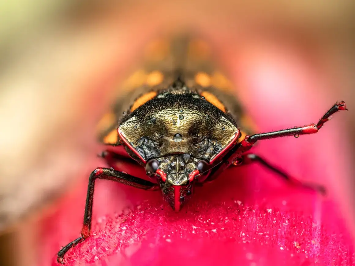 Niesamowite makro zdjęcia owada z kroplami rosy na różowym kwiecie. Jego pancerz lśni w słońcu.