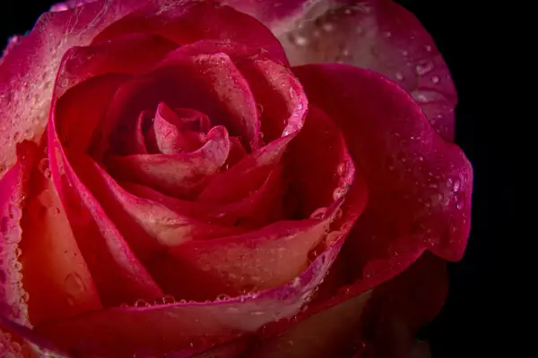 Makrofotografia czerwonej róży z kroplami rosy na płatkach. Delikatne przejścia kolorów od głębokiej czerwieni do różu.